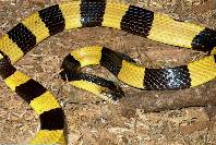king cobra rasva kadu kaalulangus 54-aastane