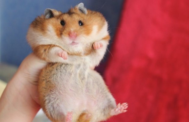 suuria hamsteri kaalulangus kaalulanguse statistika usa