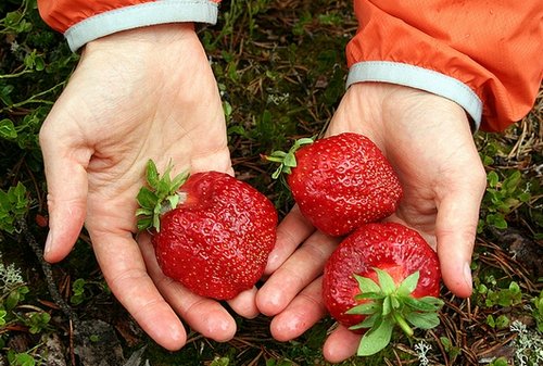 maasika poletamine rasva h & m slimming teksad