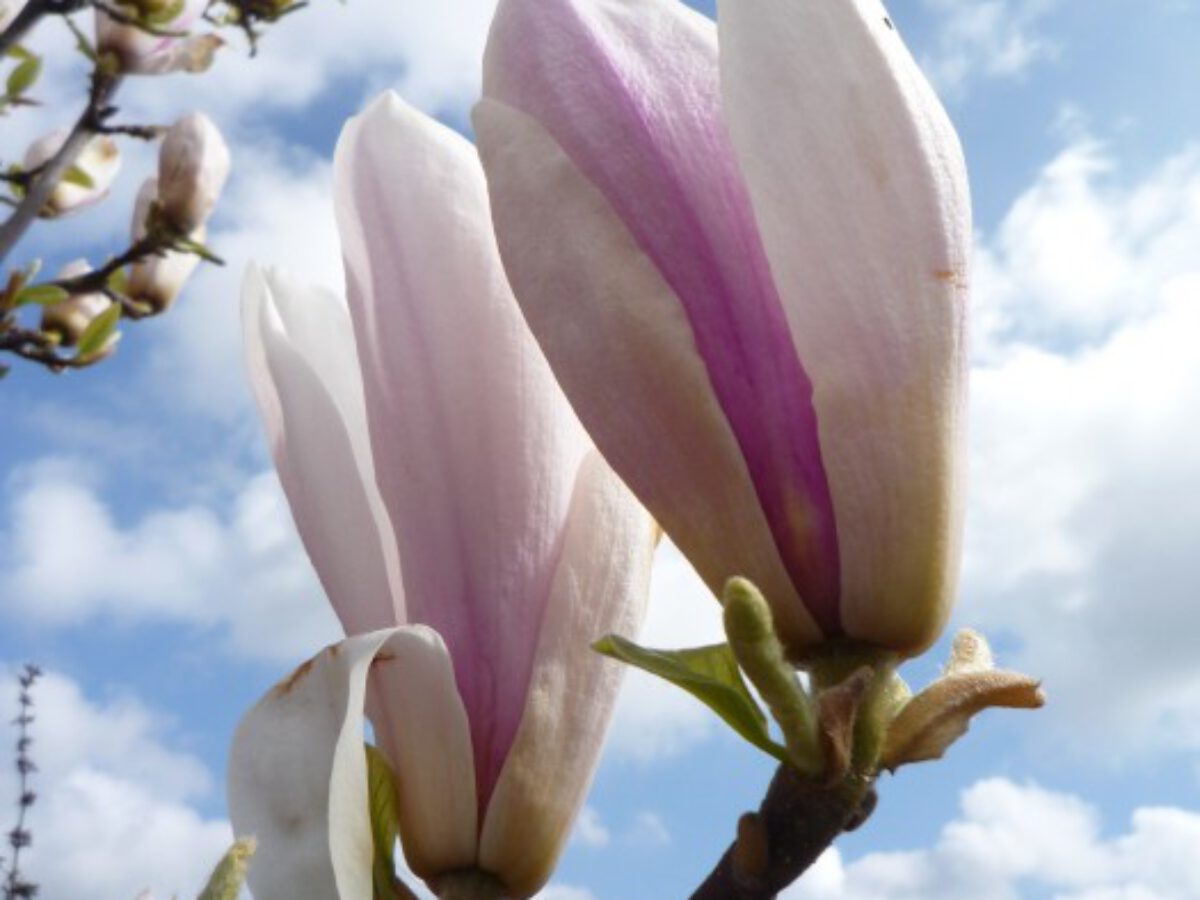 magnolia kaalulangus vesi soolase kaalulangusega