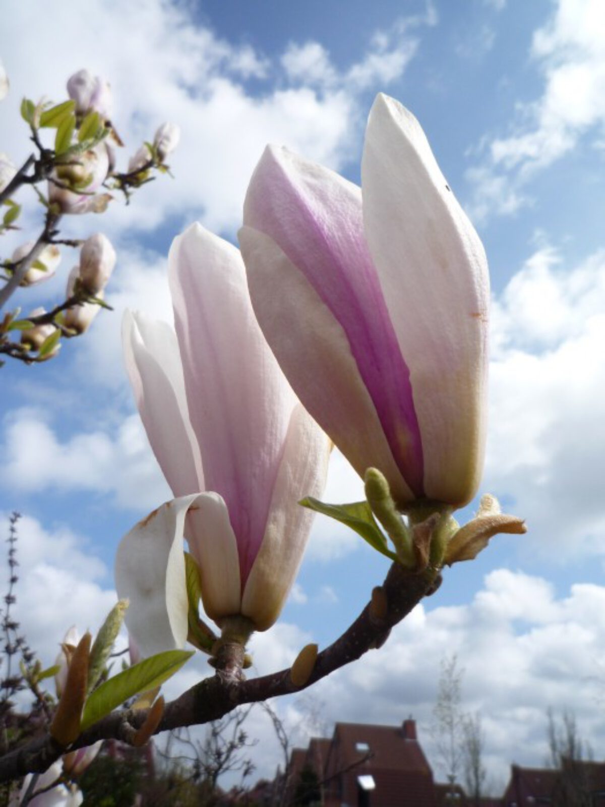 magnolia kaalulangus kaalulangus tummy nahk