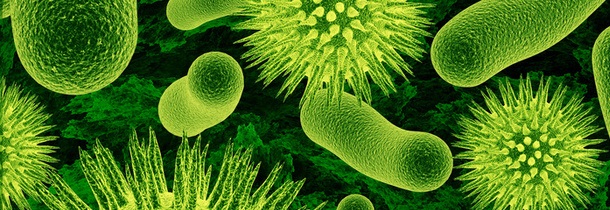 rasva poletavad mikroobid kaalulangus paanikahood