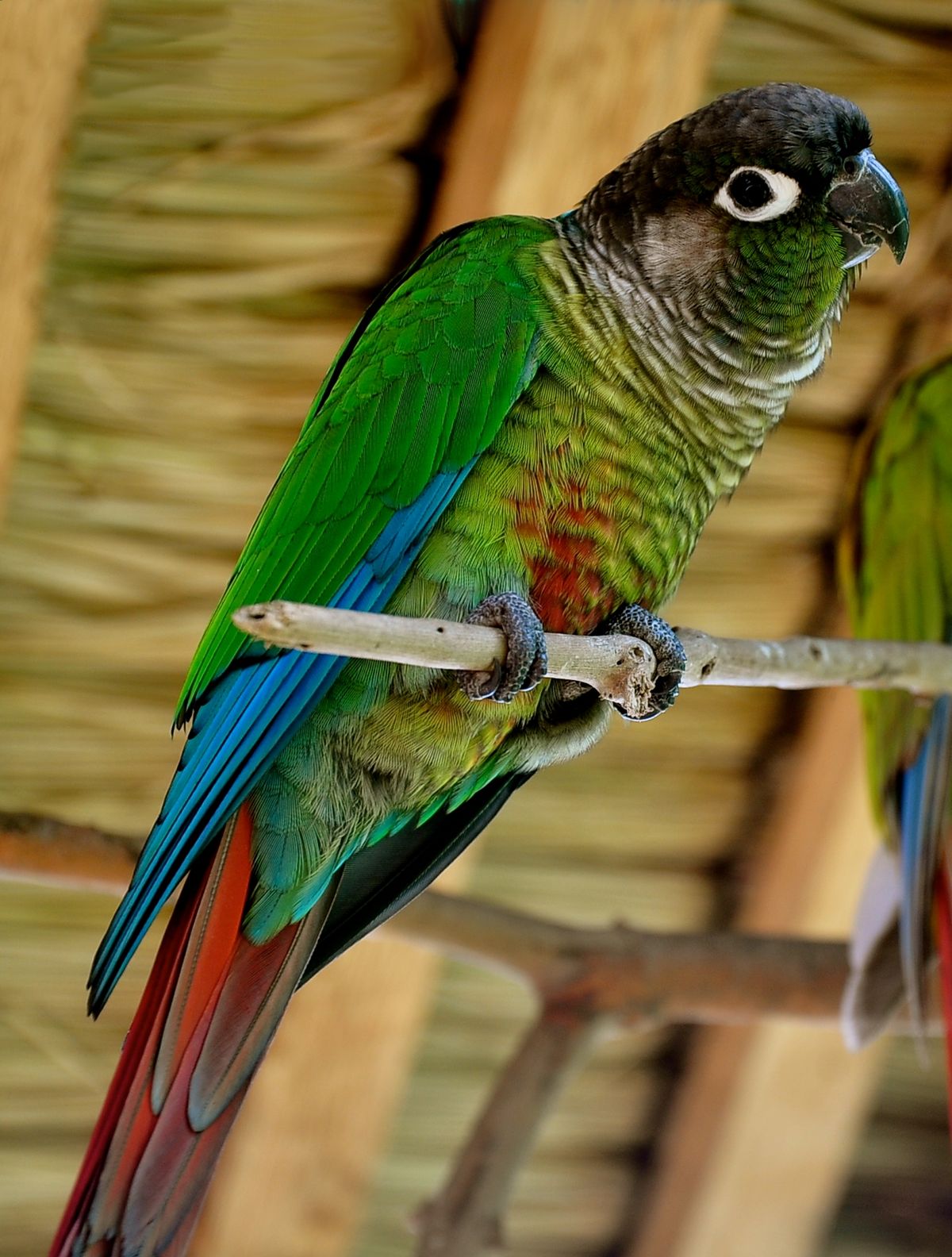 parrot kaalulangus kaalulanguse protsent nadalas