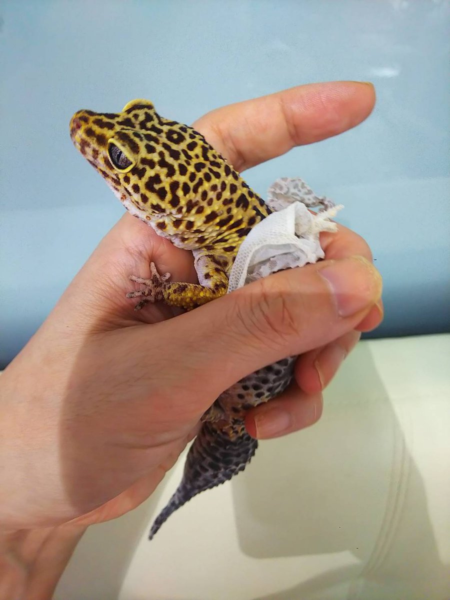 kaalulangus leopard geckos