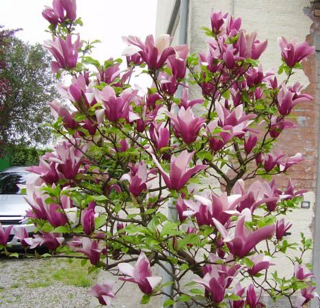 magnolia kaalulangus rasva kaotuse vestlus
