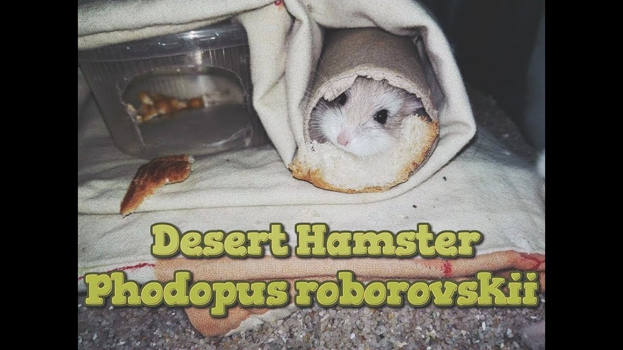 hamster kiire kaalulangus
